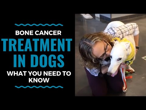 वीडियो: जब सबसे कठिन निर्णय लिया जाना चाहिए - पालतू जानवरों के लिए कैंसर का उपचार