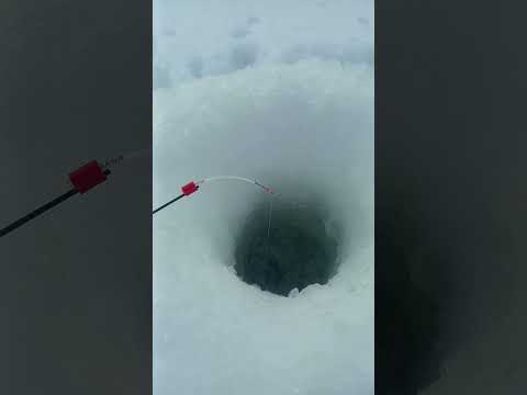 Рыбалка, хитрая рыба Гольян