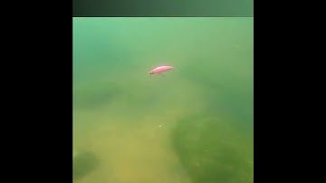 Action mồi cá giả câu lure Omega 6.5g, mồi giả dạ quang câu cá chẽm vược măng và cá biển hiệu quả