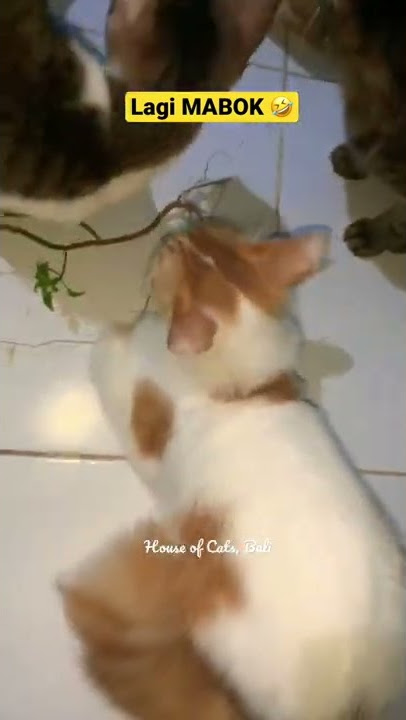 Kumpulan kucing mabok ‼️mabok #shorts #kucinglucu #cat