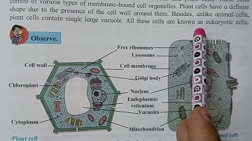 #science seventh#विज्ञान 11. Cell structure and Microorganisms (Part 2)#mpsc#homibhabha
