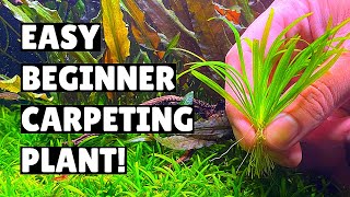 BEST Low Tech Aquarium Carpeting Plant!