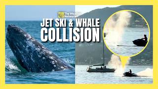 Jet ski and whale collision could reveal a deeper problem