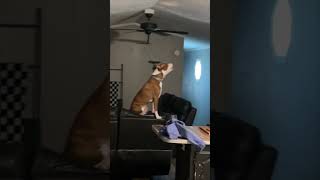 Dog Howls Dramatically From Couch, Forgetting Owner Is Home