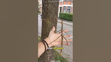 Stick Insect – Nature’s Master of Disguise!