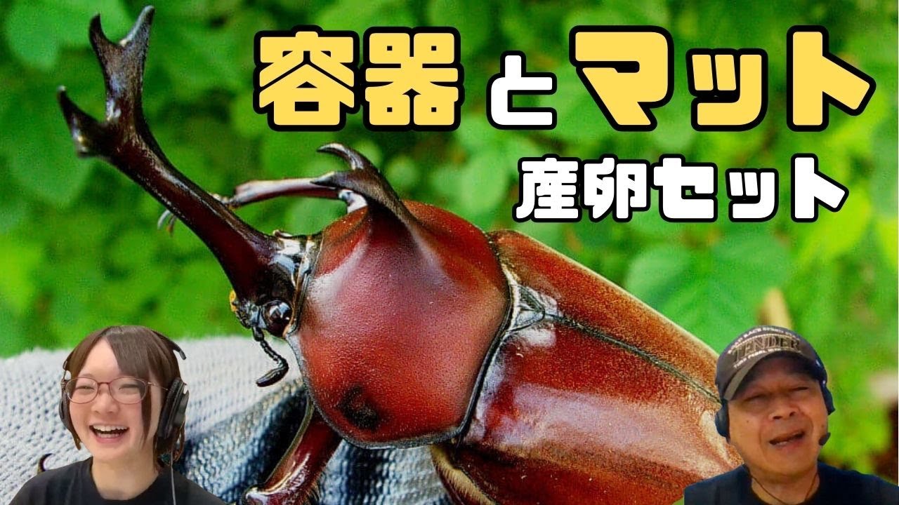 カブトムシ飼育方法！産卵セットで使うマットや容器は？｜【クワカブ