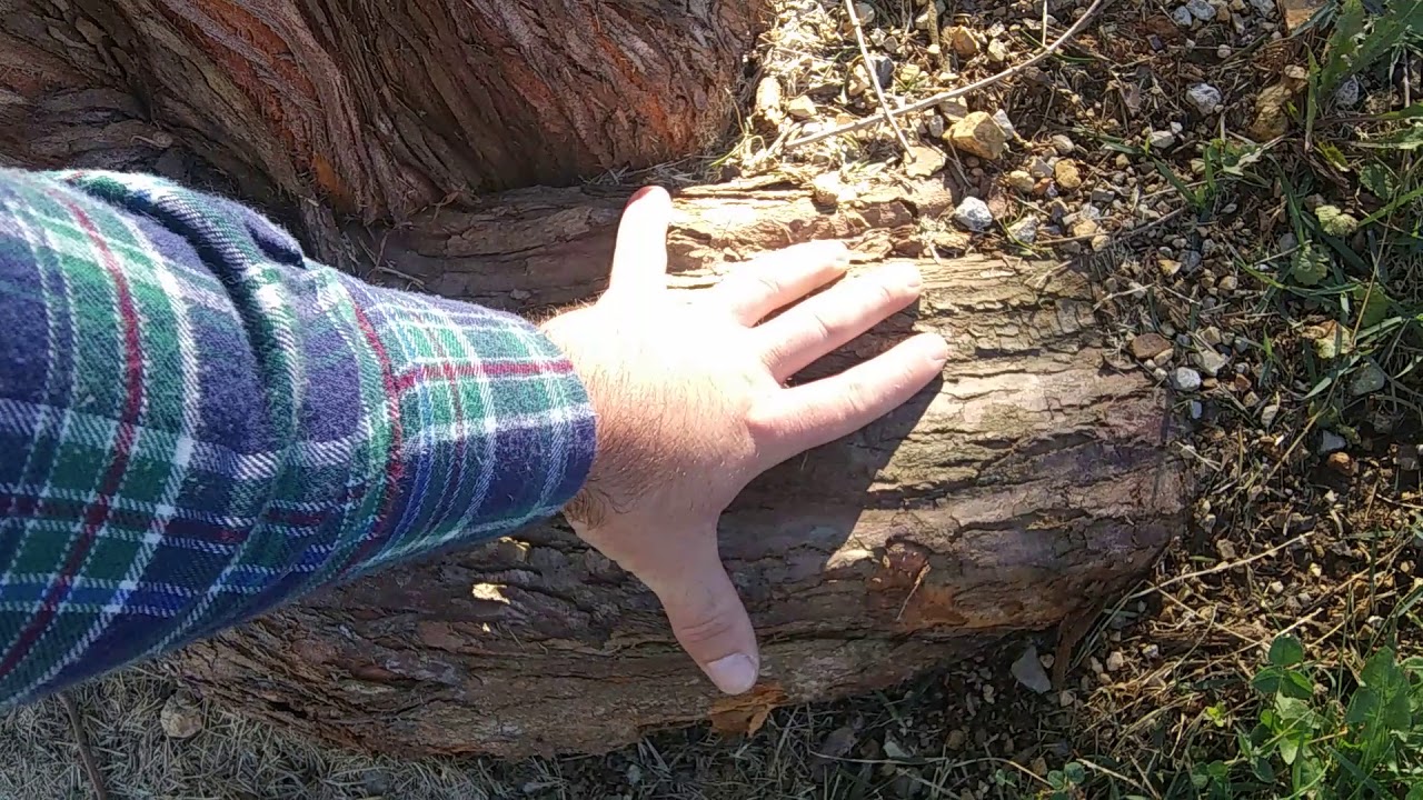 Palm Update, Japanese Maple Collection, and the tree that started it all