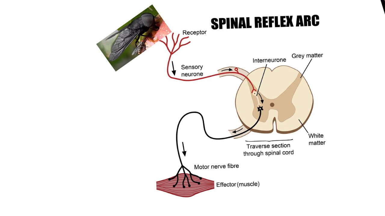 Neural6Neural Reflex YouTube