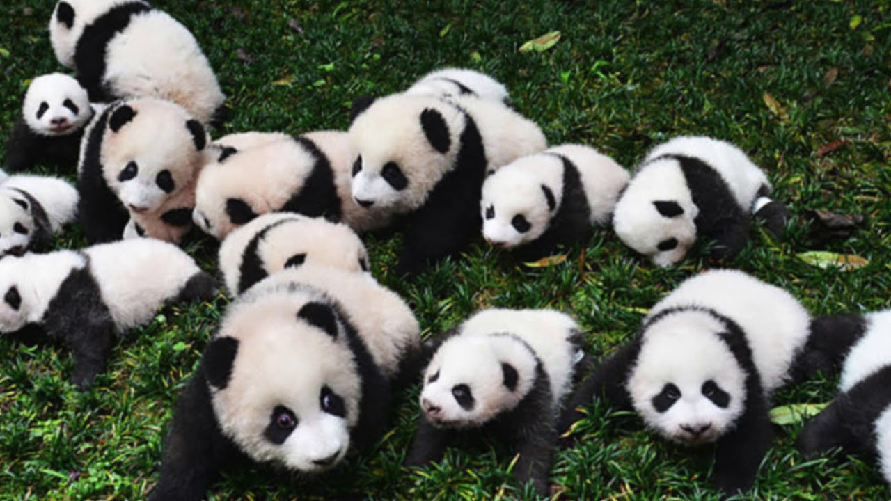 Cute Pandas - YouTube