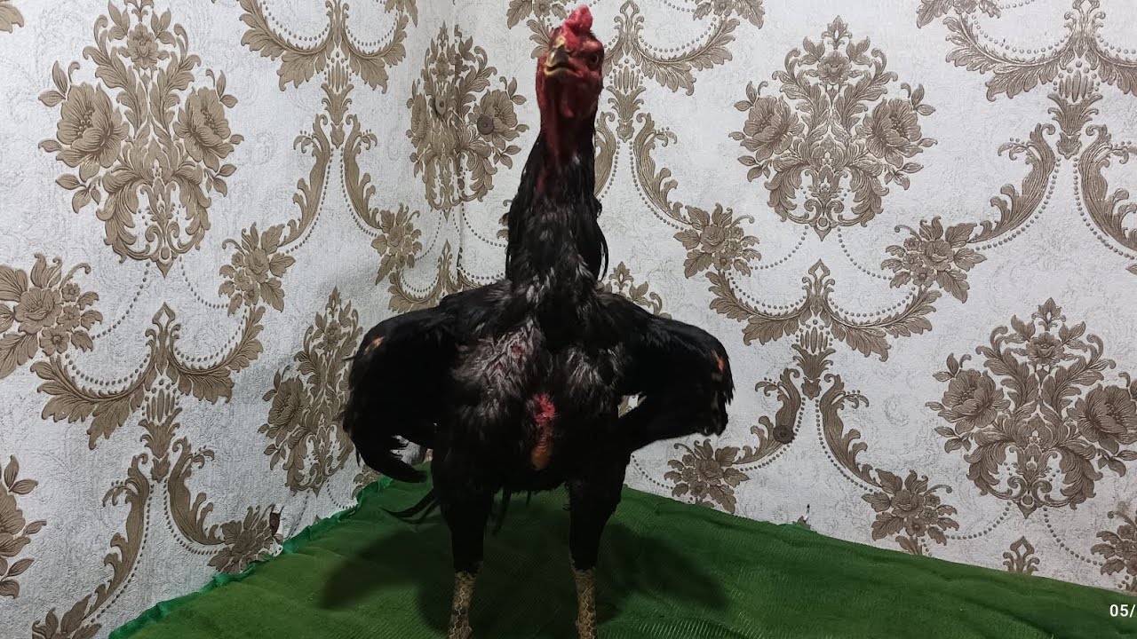 Xoroz toplash 3 chi kun yangi mashqlar qoshildi