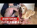 EZY DOGのハーネスレビュー、装着に手こずる父に呆れる犬。F1レトリバージェイク/Jake wearing a new harness