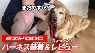 EZY DOGのハーネスレビュー、装着に手こずる父に呆れる犬。F1レトリバージェイク/Jake wearing a new harness