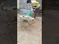 Dog releasing same palace #release #dog #dogwithpublicsafety #pets #ytshorts #rescue