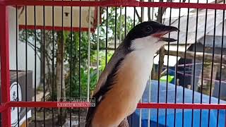 CENDET JATIM GACOR isian SIKATAN LONDO cocok buat pancingan cendet susah bunyi agar gacor N fighter