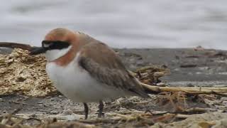 1080403大園許厝港鐵嘴鴴(Charadrius leschenaultii)2