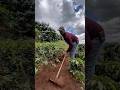 Peoses membuat terasering Lahan kopi #farming #nature #teknikpertanian #agrikultur #automobile