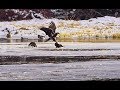 River Otters and the eagle surprise.