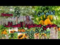فلاح عراقي قرر ونفذ زراعة فاكهة البابايا من البذرة إلى الشجرة المثمرة شاهدوا قصة الإصرار والعزيمة mp3