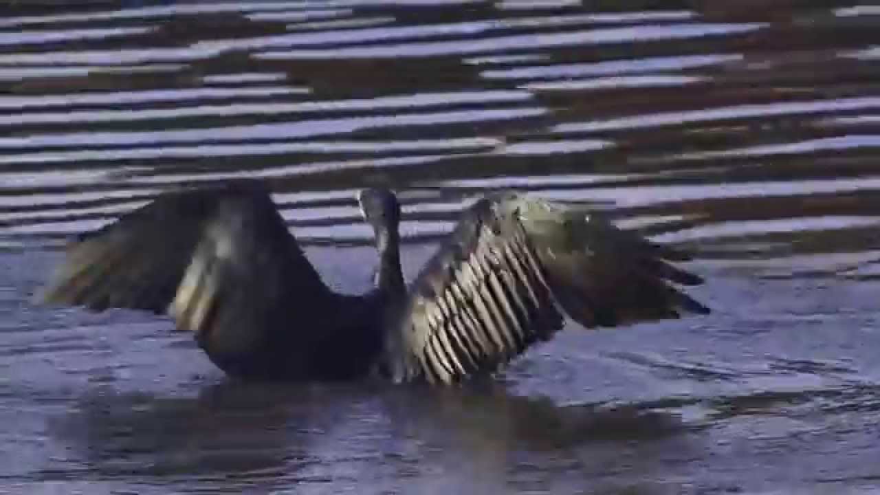 Take off !! Great Cormorant - 飛び立つ川鵜 