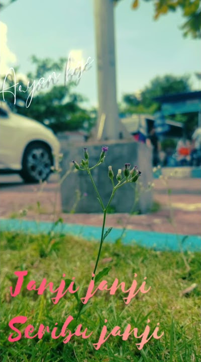Story wa kalau cinta sudah membara