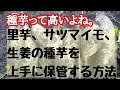 【種芋自給法】サツマイモ、里芋、ショウガの種芋を上手に保管する方法