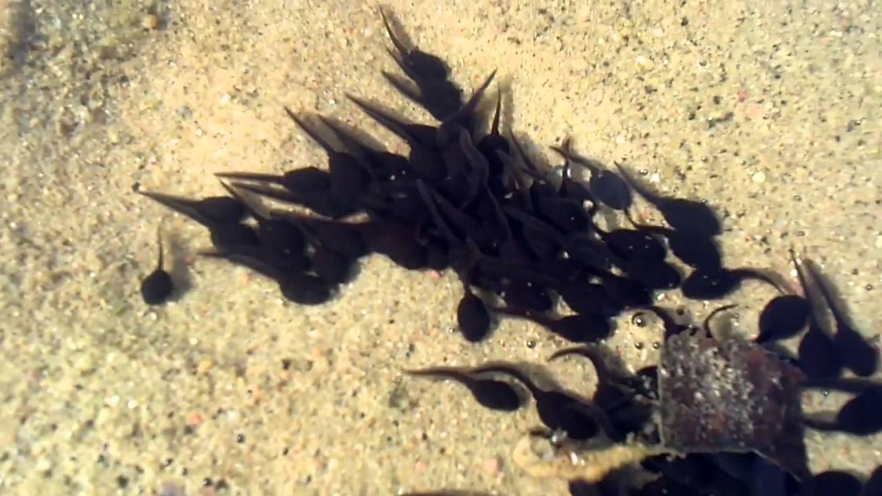 KIJANKA KIJANKI ŻABA ŻABY MŁODE RELAX FROG TADPOLE 蝌蚪蝌蚪青蛙青蛙捕食最好的誘餌鱸魚