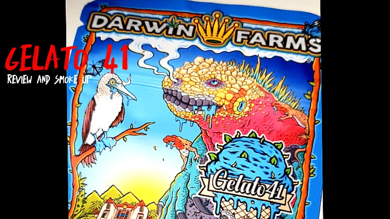 Darwin farms Gelato 41 cali pack weed and seed review 🤣 YouTube
