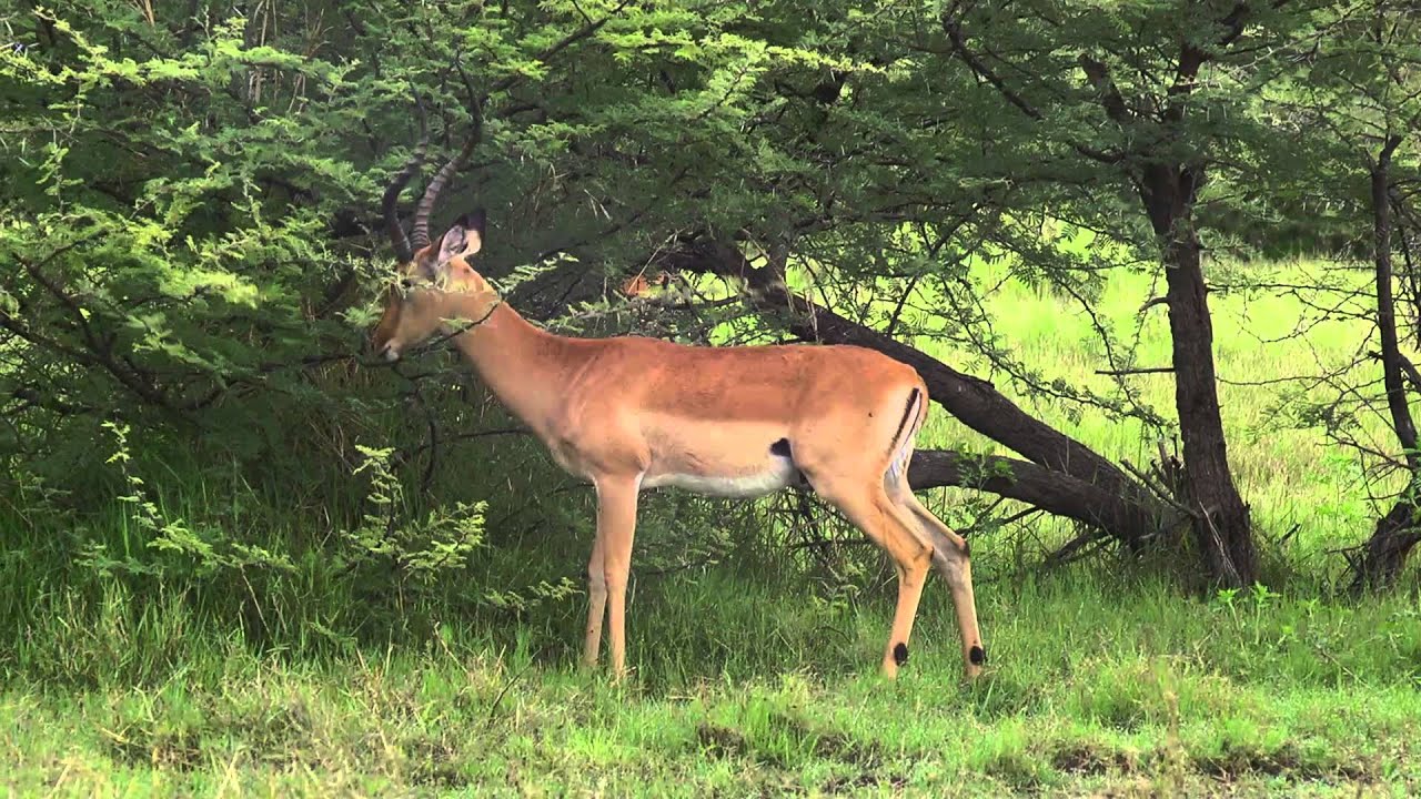 Impala Bachelor Groups - Eyes on Africa