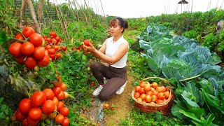 Harvesting Tomatoes and Vegetables Go To Market Sell  Cooking | Phuong Daily Harvesting