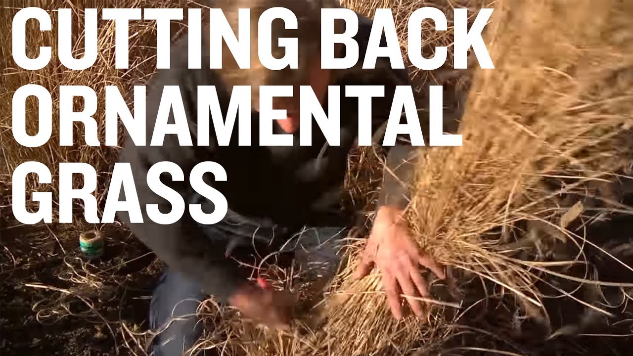 useful-tips-for-cutting-ornamental-grass-youtube