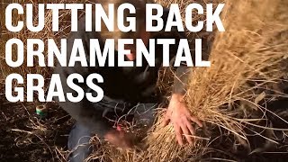 Useful Tips for Cutting Ornamental Grass