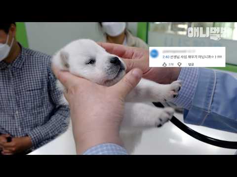 [Comment Compilation] Are you a puppy or a polar bear!🤍 You're a puppy~~🐶 #AnimalFarm #AnimalFarm...