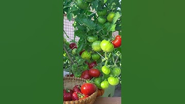 Petani cerdas, memanen buah tomat super besar dan unik dengan alat sederhana #shorts