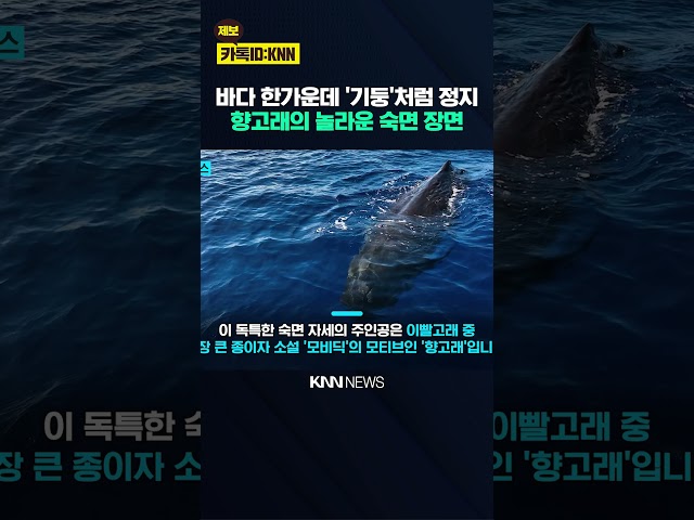바닷속에 우뚝 선 거대 생명체 향고래의 충격적인 수면 자세 / KNN