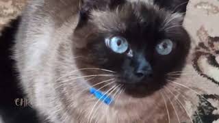 😽 Hit and run | Offended cat | Cat chronicles by Cat Chronicles 52 views 3 months ago 38 seconds