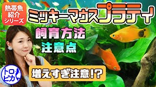 増えすぎ注意！？ミッキーマウスプラティの飼育方法と注意点！【おすすめ熱帯魚】