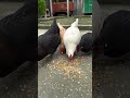 Chicken feeding! 🐔🐓✅ #chicken #feeding #chickenactivity #farmlife