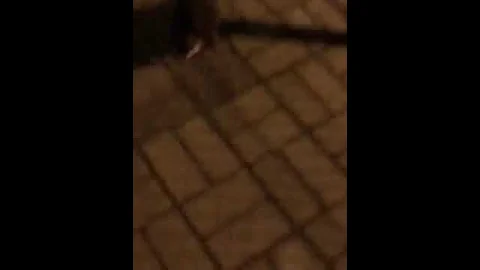 ЭТО КРЫСА???ЭТО КОТ???НЕТ ЭТО БОБЁР !!!