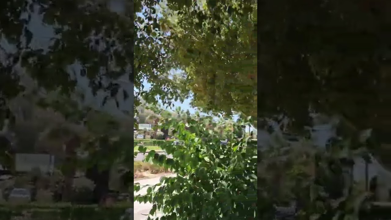 YALITIMA CKON. LIBAKAk♥️#🙆‍♀️#