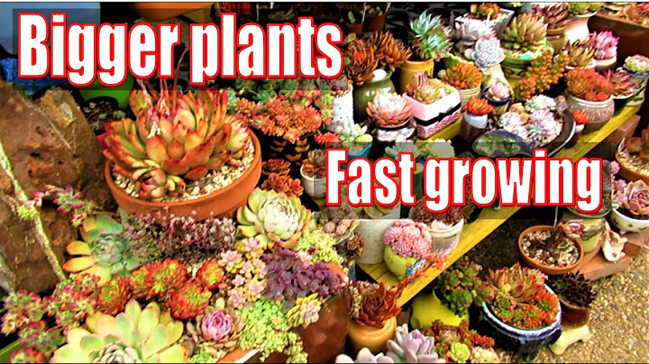 Intermediate  SUCCULENT SOIL MIX For BIGGER and FASTER growing Succulents - DayDayNews