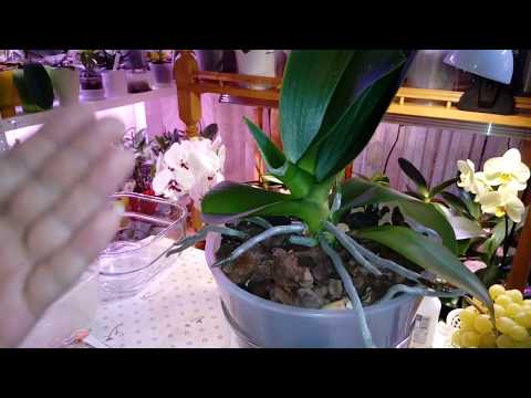 Не для слабонервных | Посадка Орхидеи в Закрытую Систему | Phal. Phantom