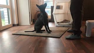 Flyball foundation course: Dakota impulse control