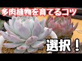 【多肉植物】大きく育てるコツを伝授