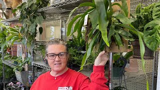 Huge plant-room restock! Come walk with me through our tropical oasis!