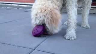 Mealtime With Riley by Pooch Pals 83 views 9 years ago 49 seconds