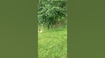 Nerf Retaliator Jam Door Reload