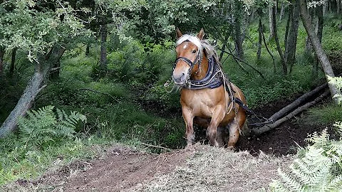 Horse Logging Habitat Management