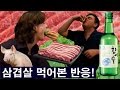 외국인 소주와 삼겹살 처음 먹어본 반응! Trying Soju & Samgyeopsal!