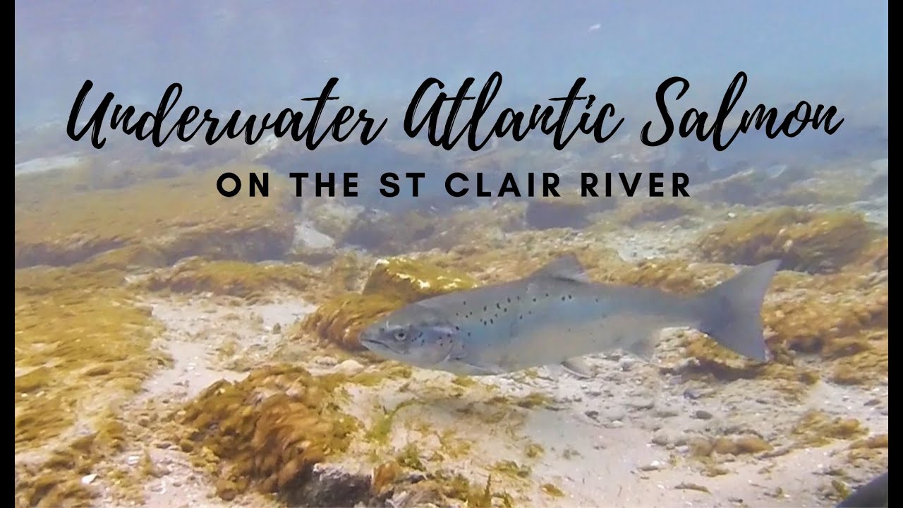 Underwater Atlantic Salmon On The St Clair River