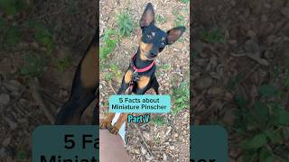Facts about the breed Miniature Pinscher  #miniaturepinscher #minpin #dogshorts #dogbreed #facts